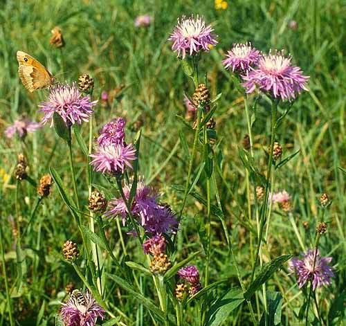  Image name: centaurea2.jpg 
 width: 500 pixel 
 height: 471 pixel 
 Size: 76562 bytes 
 Click to enlarge 